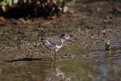 David Plant Photography - Wildlife Photographer - Green sandpiper - B